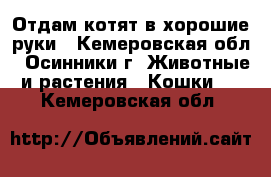 Отдам котят в хорошие руки - Кемеровская обл., Осинники г. Животные и растения » Кошки   . Кемеровская обл.